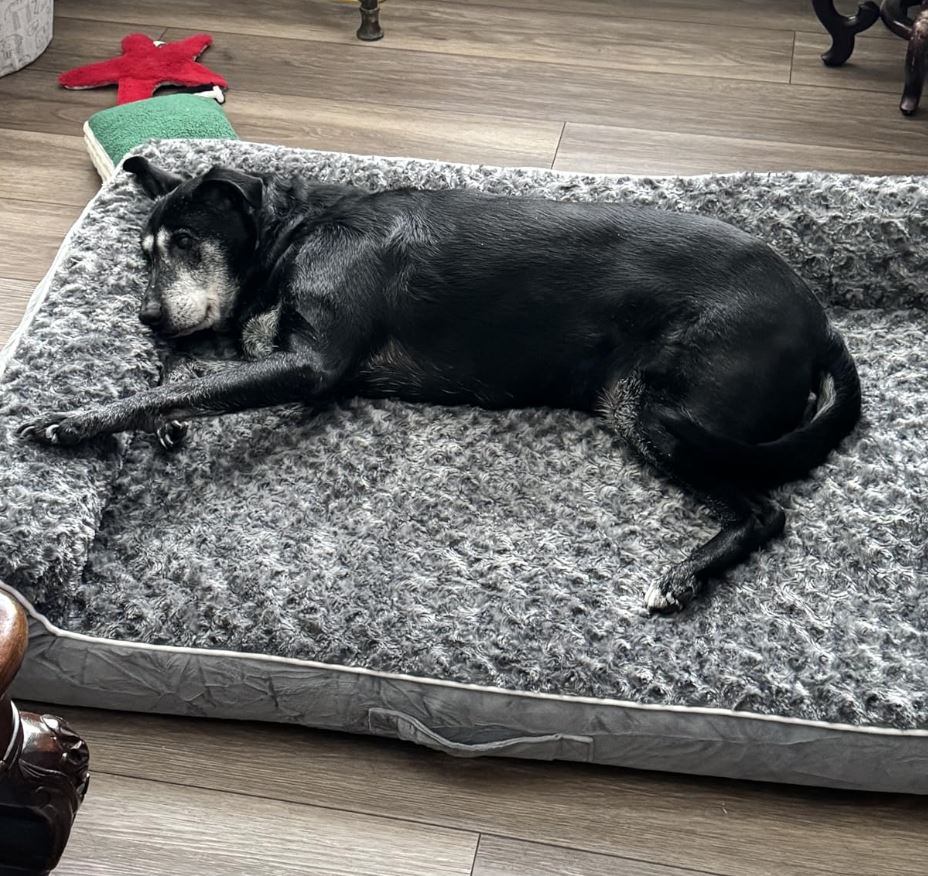 XL Waterproof Dog Bed