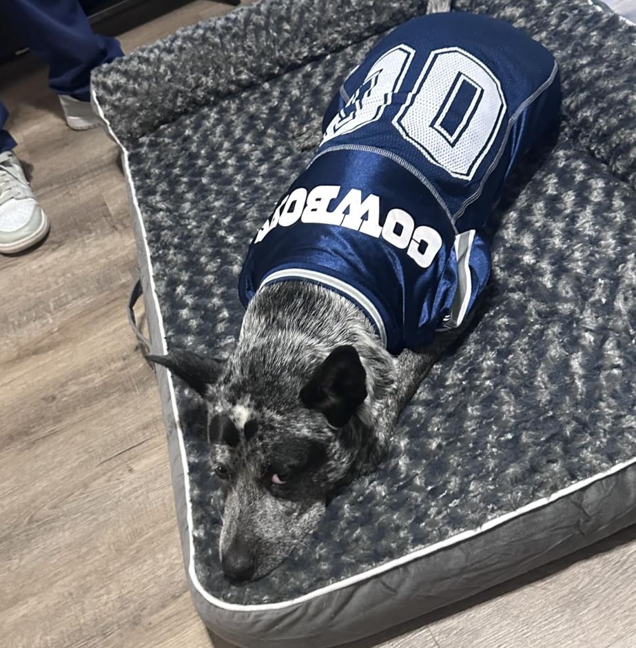 XL Waterproof Dog Bed
